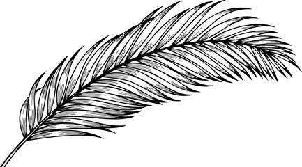 Elegant palm frond illustration evokes tropical paradise and natural beauty, perfect for serene, organic designs and vibrant vacation themes. © Artesian Edge