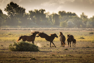 Wild horses running, fighting and playing during the sunrise