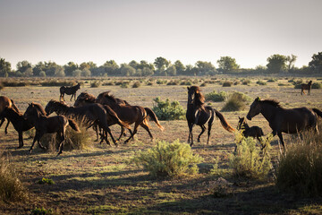 Wild horses running, fighting and playing during the sunrise
