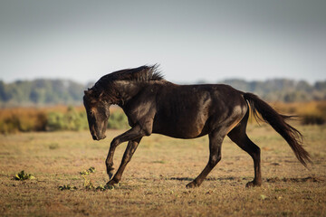 Wild horses running, fighting and playing during the sunrise