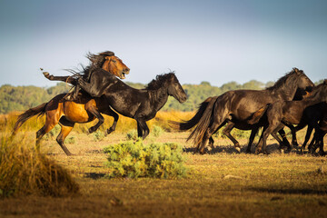 Wild horses running, fighting and playing during the sunrise
