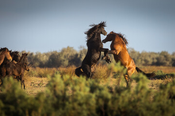 Wild horses running, fighting and playing during the sunrise