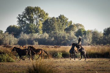 Wild horses running, fighting and playing during the sunrise