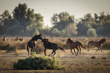Wild horses running, fighting and playing during the sunrise