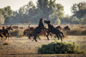 Wild horses running, fighting and playing during the sunrise