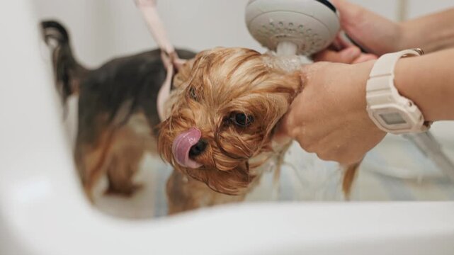 Beautiful and cute Yorkshire terrier being groomed, bathed and dried with a hair dryer, dog hair care