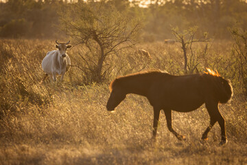 Cow in a beautiful light at sunrise