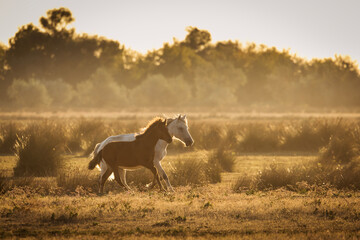 Wild horses running, fighting and playing during the sunrise