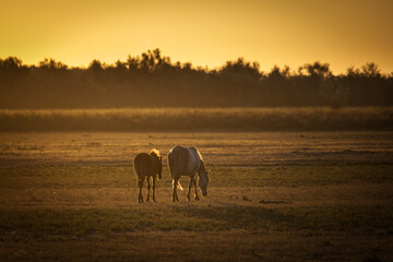 Wild horses running, fighting and playing during the sunrise