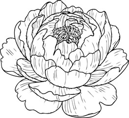 Obraz premium Elegant peony blossom line art, delicate floral sketch, perfect for wedding invitations, stationery, and natural decor designs.
