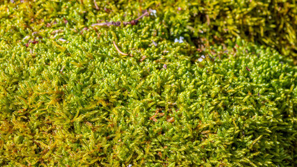 A close-up of the natural texture of green moss in a forest. A macro shot of a natural plant carpet. Perfect for eco-design, organic concepts, or natural backdrops.