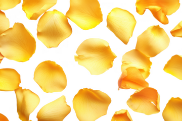 Golden rose petals scattered isolated on a transparent background