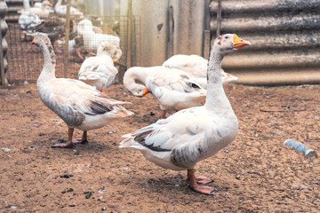 Flock of geese on a farmyard agricultural garden country Thailand. Young Embden goose female on poultry farm there are pens and fences made of wood with used roof tiles.