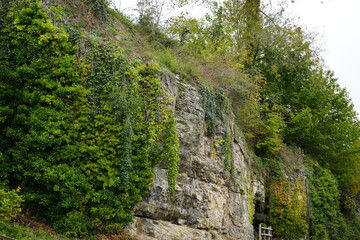 Lush green ivy and diverse foliage clinging to a rugged stone cliff face at Cromford Mills, Derbyshire, England, showcasing a vibrant natural landscape.