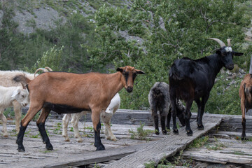 Goats on Wooden Bridge