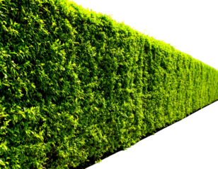 Dense, trimmed green hedge angled to the right, suggesting depth and perspective