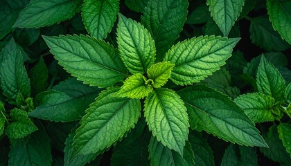 Top-down shot of vibrant green leaves arranged symmetrically, creating a lush and fresh natural background