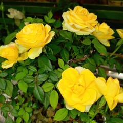 Miniature yellow rosebush with lush green leaves indoors