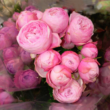 Garden bouquet of pink Pomponella floribunda roses
