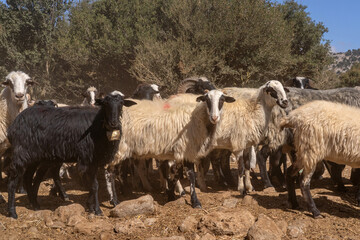 Fototapeta premium flock of sheep standing in the mountains near Ha Gorge, Crete, Greece. Some of the sheep lift their heads and look directly at the camera under bright Mediterranean sunlight.