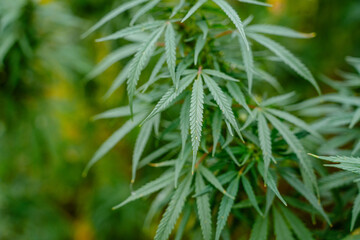 Wild cannabis growing in nature