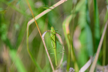 A stunning closeup view of a vibrant Green Grasshopper nestled amid lush, vibrant vegetation