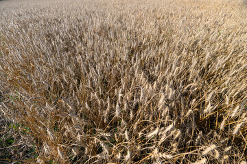 The Golden Grain Fields Stretch Out Majestically Underneath the Warm Sunlight of the Sky