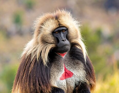 A Gelada baboon gazes attentively at an unseen point. Its thick, tan mane frames its serious face, highlighted by a striking red chest patch