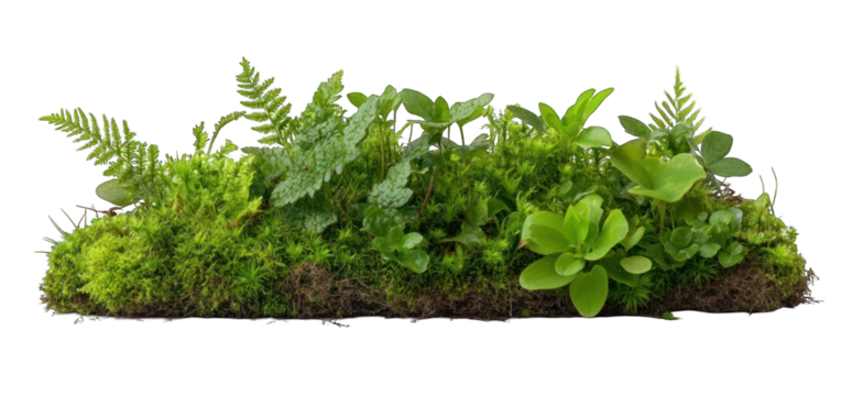 Moss and plant arrangement on transparent background green natural texture fresh leaves