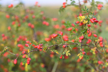 A Collection of Vibrant Red Berries Growing on a Thorny Bush in the Heart of Nature