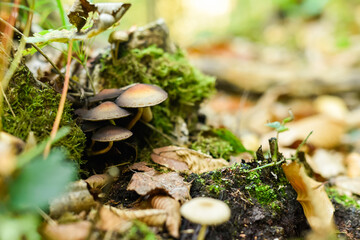 A cluster of deadly poisonous Galerina marginata mushrooms grows on a moss-covered tree stump amidst fallen autumn leaves in a forest. This horizontal shot captures woodland fungi.