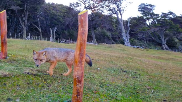 South American fox near the Beagle Strait. Argentina. 