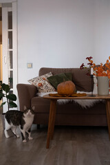 A lovely and charming living room that features a playful cat, beautiful autumn decorations : pumpkin on wooden table, vase with autumn branches and a cozy brown sofa.