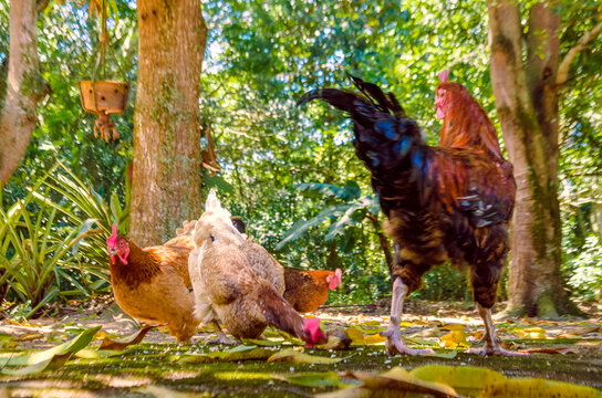 free range chicken