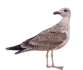 White and grey seagull