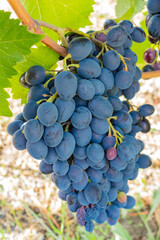 Close-up of ripe, dark grapes