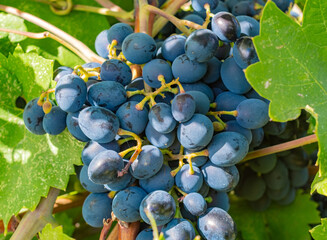 Close-up of ripe, dark grapes