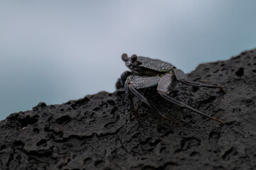 Thin-shelled Rock Crab (Grapsus tenuicrustatus) on Big Island, HI