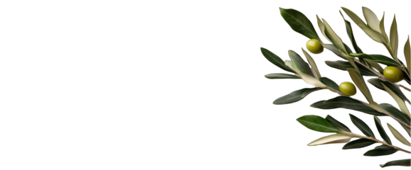 Olive branch with green olives on transparent background copy space