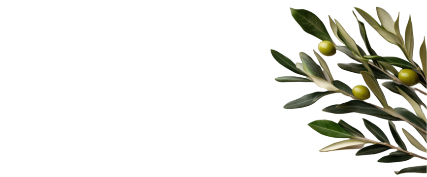 Olive branch with green olives on transparent background copy space