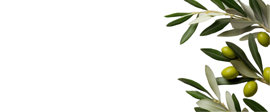 Olive branch with green olives and leaves on transparent background