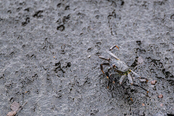 Thin-shelled Rock Crab (Grapsus tenuicrustatus) on Big Island, HI
