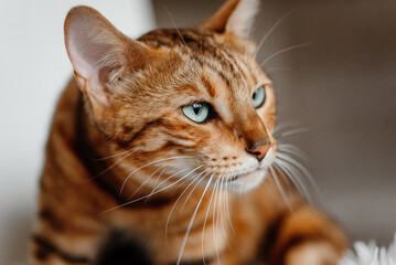 cute bengal female cat lying in white fluffy cat bed, red and black, striped and spotted, ginger cat, close-up portrait