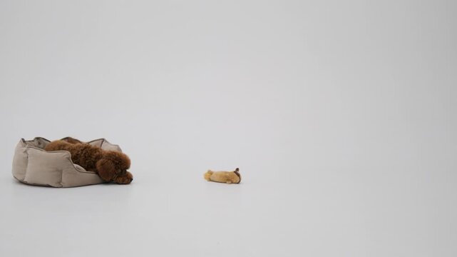 Toy poodle with red-brown coloring. Lying in a cot, which is located on the left side of the frame, looks to the right, gets up and moves to the right. White background