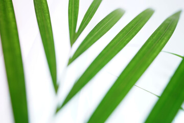Close up of fresh green tropical Areca palm leaves against a bright white background. Minimalist, clean concept for nature, spa, or wellness themes
