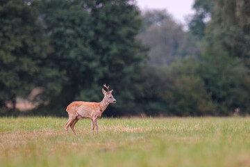 Rehbock auf einer Wiese
