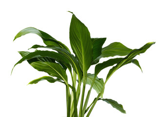 Lush Green Leaves on a White Background