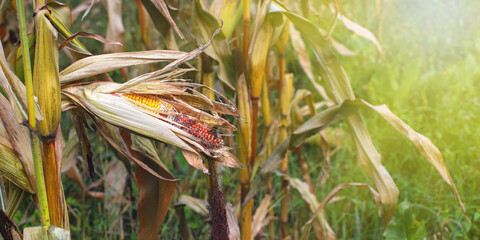Unharvested spoiled corn cobs on plantation close-up. Concept of lost harvest, food crisis. Field...