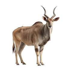 Fototapeta premium Majestic kudu standing on a white background