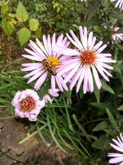 pink daisy flower